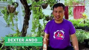 Why do Fish need Live food│How to culture live food for your fish Vide released: May 12, 2020 | Dexter's World