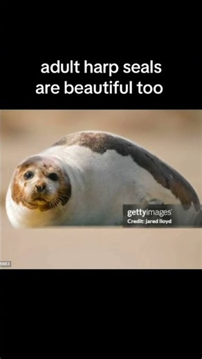 adult harp seals are underrated #shorts