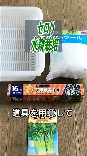 セロリ 種まき～収穫 ろ過ウールで【水耕栽培】