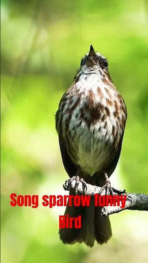 Song sparrow sound effect #animals