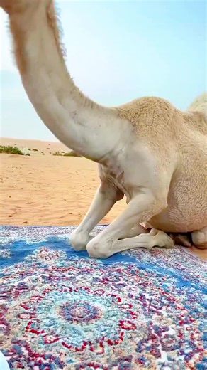 The Amazing Beauty of Camels