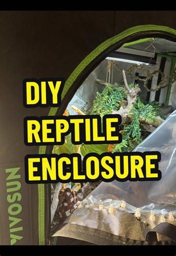 Why do you still have your reptile in that tiny tank when you can literally DIY one of these for sooooo cheap 🦎😭 #reptilesoftiktok #reptilekeepers #reptilelover
