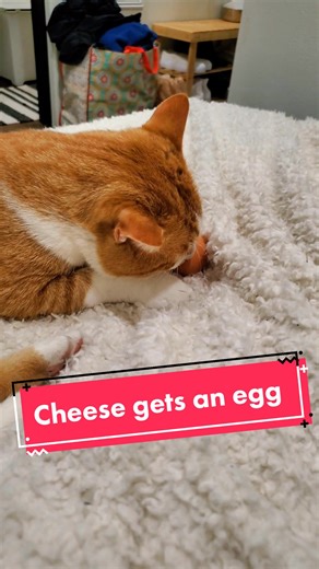 Give your cat an egg and see what happens... #eggchallenge #orangecat #categgchallenge #categg #catvideo #orangecatsrule