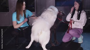Two dogs playing together in indoor training area