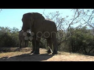 peeing elephant