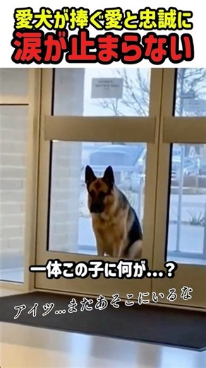 【感動】愛犬が捧ぐ愛と忠誠に涙が止まらない #いぬ #犬 #ワンコ #犬動画 #犬のいる暮らし #感動 #癒し #衝撃映像 #感動動画 #かわいい #カワイイ #shorts #飼い主との絆