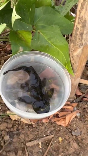 Caught on Camera… CUTEST Fish Alive #fishvideo #koi #aquaticpets#shorts