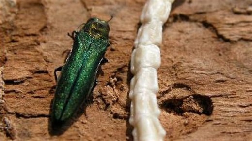 Montreal forest decimated by beetles set to lose 1,000 trees