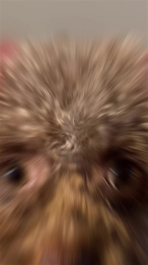 Adopt Cute Toy Poodle Puppies for a Loving Family