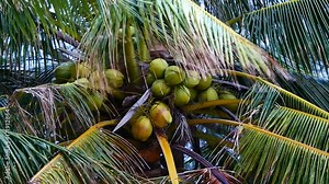 view from under the coconut trees. The coconut on coconut palms are grown on the island, with the wind from the sea blows the leaves of the coconut trees.