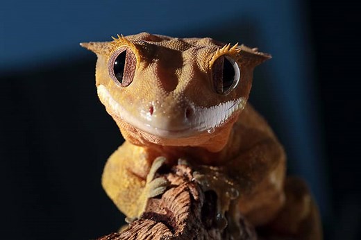 20 Facts About Crested Geckos - Wildlife Informer