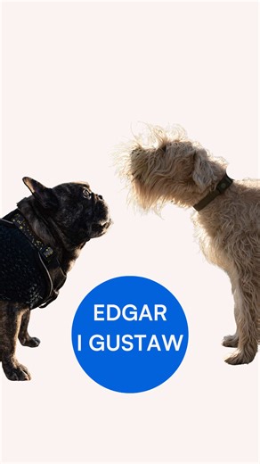 Edgar i Gustaw I 2 lata i 9 lat I Irlandzki terier pszeniczny i buldog francuski I Park Stare Koryto Warty „Edgar 14 lutego skończy dokładnie dwa lata. To irlandzki terier pszeniczny, więc szukaliśmy dla niego imienia, które pasowałoby do jego korzeni – stanęło na Edgarze, bo brzmi tak dumnie i celtycko. Z charakteru to prawdziwy przebojowiec. On nie lubi bezczynności; jak tylko staniemy na chwilę i zaczyna się nudzić, od razu daje nam znać głośnym szczekaniem, że czas ruszać dalej w trasę. Na s