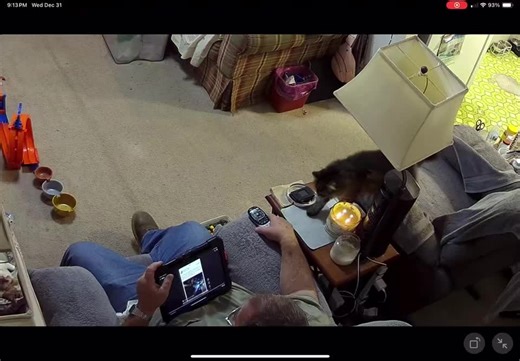 Funny Cat Fails and Hilarious Moments Compilation