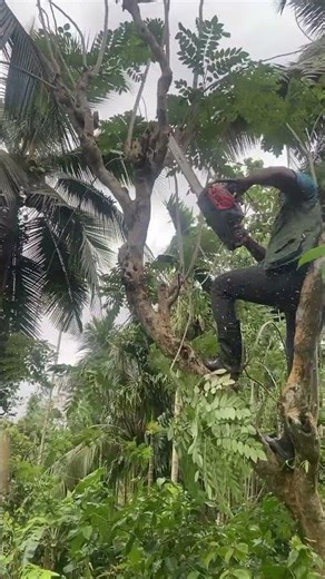 Effortless Tree Branch Cutting with Chainsaw!
