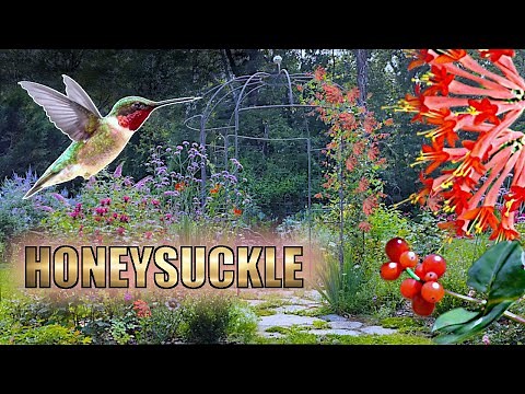 The Perfect Native Vine? Why Coral Honeysuckle Deserves a Spot in Your Garden!