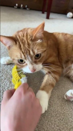Cat playing with catnip