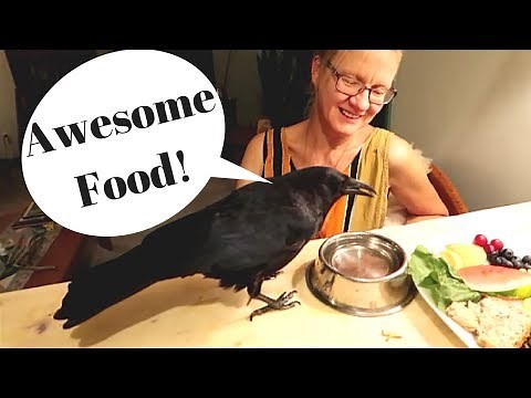 PET CROWS AWESOME FEEDING VIDEO