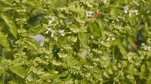 CLOSE UP: Bees are actively pollinating flowering basil plants in a lush garden. Vibrant green herb and the buzzing bees highlight the healthy and thriving ecosystem within the organic backyard garden