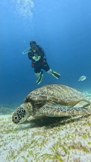 418K views · 2.3K reactions | Witnessing the serene beauty of sea turtles in their natural habitat. #keepdiving #adventuredive #oceanlife #scubadiving #underwaterworld #seaturtle | Long Journey | Facebook