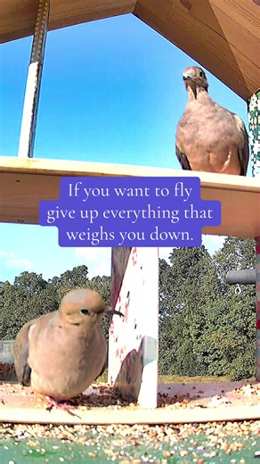 Bird Watching Tips for Enthusiasts and Beginners