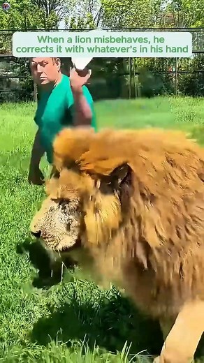 This man disciplines lions using anything even slippers | Suusuu