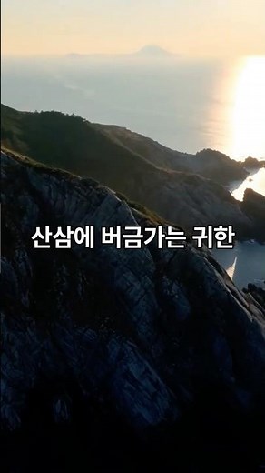 산삼보다 귀한 나무? 울릉도 마가목의 놀라운 효능 | 마가보감 프리미엄 #마가목 #기관지건강