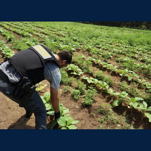 Congratulations to the Illicit Tobacco Taskforce (ITTF) for reaching their third year milestone! Since its establishment in July 2018, the ITTF has seized and destroyed over 264 tonnes of illicit tobacco and 540 million cigarette sticks. The ITTF is led by the ABF and relies on expertise from its partner agencies Australian Taxation Office, Australian Criminal Intelligence Commission, Australian Transaction Reports and Analysis Centre and Commonwealth Director of Public Prosecutions. Learn more 