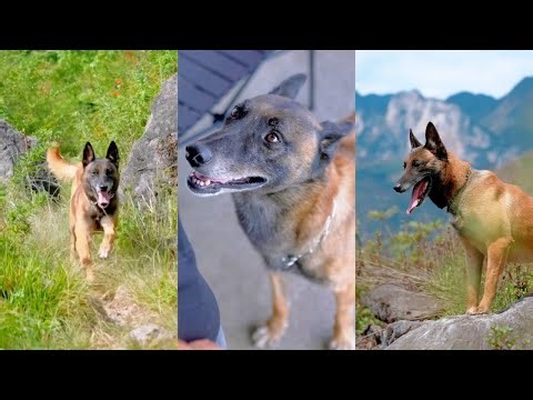 🐶感人瞬间：狗狗救援行动，偷偷救回被卖的羔羊♥️✨