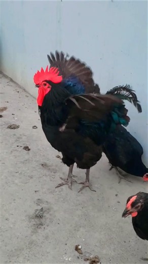 Black australorp original Australian breed