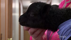19K views · 727 reactions | Dr. Brenda treats the cutest client today – a newborn lamb with a little leakage problem! | National Geographic Animals | Facebook