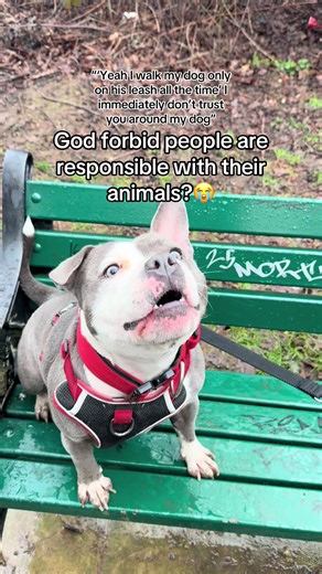 Misguided Dog Ownership Opinions in the Community