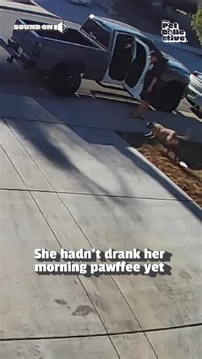 It was an oversight on that poor baby's part 😭💥😩 Checking the truck first however...💀 (Via - Ryan B.) | The Pet Collective