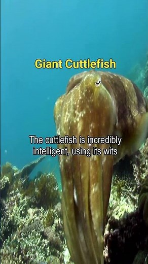 Cunning Cuttlefish: The Ocean's Shape Shifting Master!