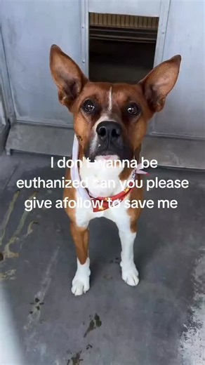 WEST NOSES RESCUE on Instagram: "| Breed: Basenji Mix Luke still wears a bandana around his neck — fresh, clean, and carefully tied. It’s a sign that someone once cared enough to groom him, to show him love and attention. But that person never came back. Found as a stray near El Cajon Blvd and the 15 freeway, Luke is just one year old. He’s a Basenji mix with gentle eyes and a quiet hope that someone will recognize the meaning behind that bandana — that he once had a home. Now, he waits in a she