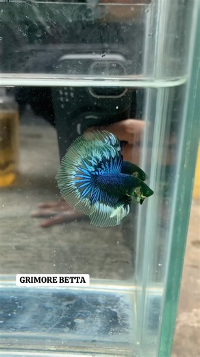 Halfmoon Hulk Star Tail , PRICE : 50,000 , Tangerang , READY TO SHIIP✈️