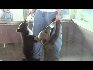 Feeding Two Bear Cubs at Helen GA Black Forest Bear Park HD