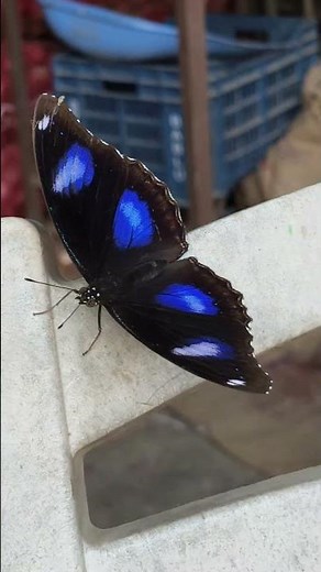 Rare Blue Butterfly Spotted in Nature | Stunning Close-Up Footage #BlueButterfly #RareButterfly