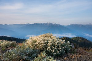 Precision Camera ATX