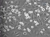 Video: Systematic Analysis of In Vitro Cell Rolling Using a Multi-well Plate Microfluidic System
