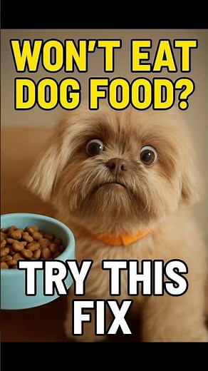 Dog Won’t Eat dog food? Try These 5 Fixes (Last One Works Best!)