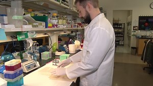 Immunofluorescence Staining and Microscopy