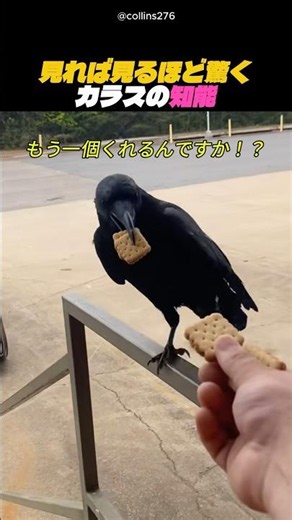 見れば見るほど驚くカラスの知能