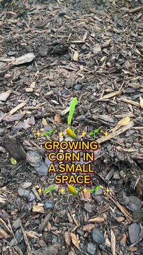 How to Grow Corn in a Small Garden (Planting in Blocks)