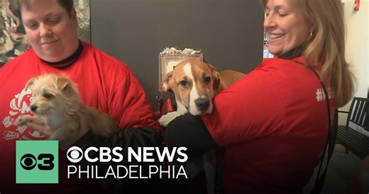 Meet some of the adoptable pets in Brandywine Valley SPCA's Mega Adoption Event