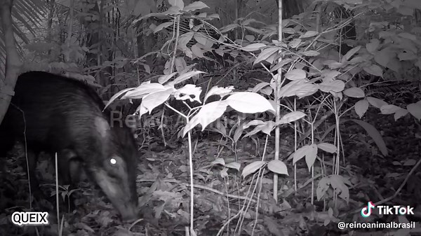 Animais Incríveis da Fauna Brasileira em Um Minuto