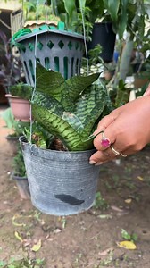 Growing small snake plant in soil from cutting | Dana Plants