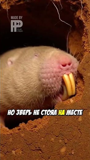 What Did GoPro See on Blind Mole?