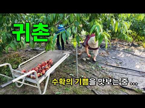 허스키와 함께 사는 60대 부부의 귀촌이야기ㅣ신비복숭아 대풍 ㅣ텃밭 농사의 즐거움