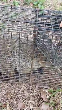 How to successfully catch those pesky groundhogs. #wildlife #wildlifecontrol #viral