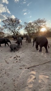 153K views · 11K reactions | It's sandbox O'Clock! How many babies can you count playing in their sandbox? Providing a safe space where they can relax and have fun is a vital part of our duty to make them feel loved and cared for. And of course, you are also part of this mission to save and protect these precious baby elephants.  Foster an orphaned elephant today: www.elephanthavens.org | Elephant Havens Wildlife Foundation | Facebook